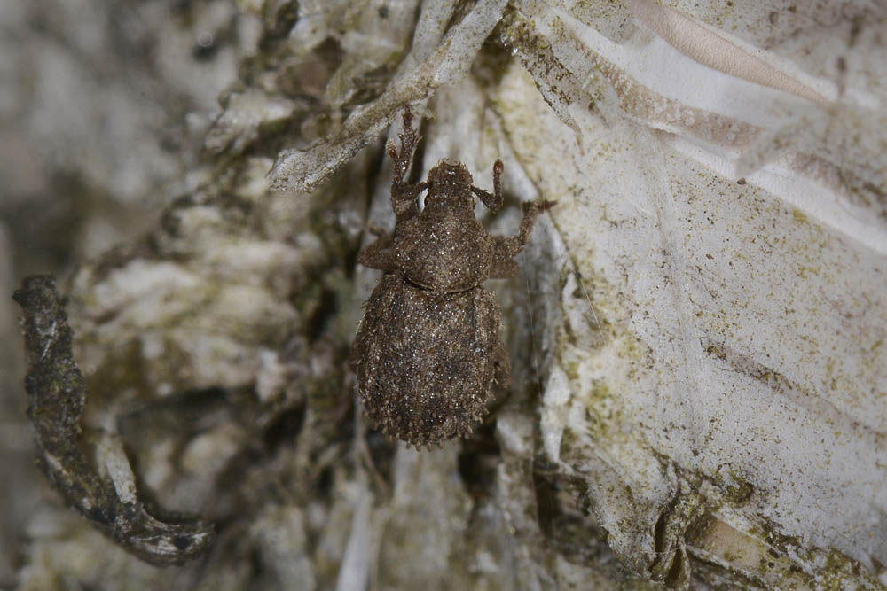 Trachyphloeus?
